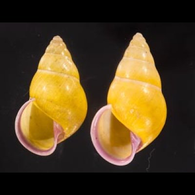 ハナヤカクチベニマレーマイマイ (仮称) Amphidromus placidusfig.1