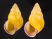 ハナヤカクチベニマレーマイマイ (仮称) Amphidromus placidusfig.1