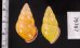 ハナヤカクチベニマレーマイマイ (仮称) Amphidromus placidusfig.2