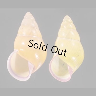 ハナヤカクチベニマレーマイマイ (仮称) Amphidromus placidusfig.1