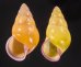 ハナヤカクチベニマレーマイマイ (仮称) Amphidromus placidusfig.1
