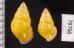 ハナヤカクチベニマレーマイマイ (仮称) Amphidromus placidusfig.2