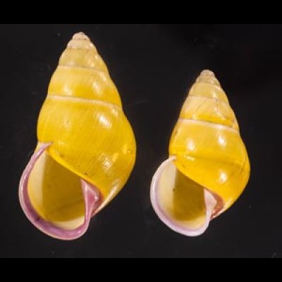 ハナヤカクチベニマレーマイマイ (仮称) Amphidromus placidusfig.1