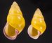 ハナヤカクチベニマレーマイマイ (仮称) Amphidromus placidusfig.1