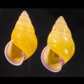 ハナヤカクチベニマレーマイマイ (仮称)