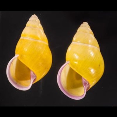 ハナヤカクチベニマレーマイマイ (仮称) Amphidromus placidusfig.1