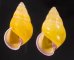 ハナヤカクチベニマレーマイマイ (仮称) Amphidromus placidusfig.1