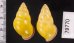 ハナヤカクチベニマレーマイマイ (仮称) Amphidromus placidusfig.2