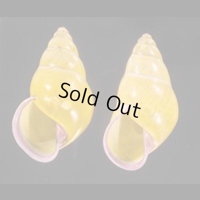 ハナヤカクチベニマレーマイマイ (仮称) Amphidromus placidusfig.1