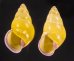 ハナヤカクチベニマレーマイマイ (仮称) Amphidromus placidusfig.1