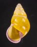 ハナヤカクチベニマレーマイマイ (仮称) Amphidromus placidusfig.1