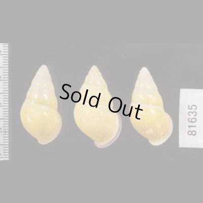 画像2: ハナヤカクチベニマレーマイマイ (仮称)