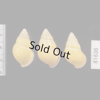 画像2: ハナヤカクチベニマレーマイマイ (仮称)