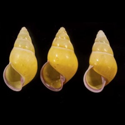 画像1: ハナヤカクチベニマレーマイマイ (仮称)