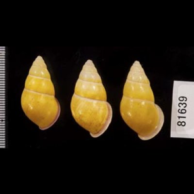 画像2: ハナヤカクチベニマレーマイマイ (仮称)