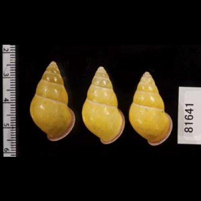 画像2: ハナヤカクチベニマレーマイマイ (仮称)