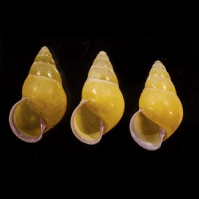 画像1: ハナヤカクチベニマレーマイマイ (仮称)