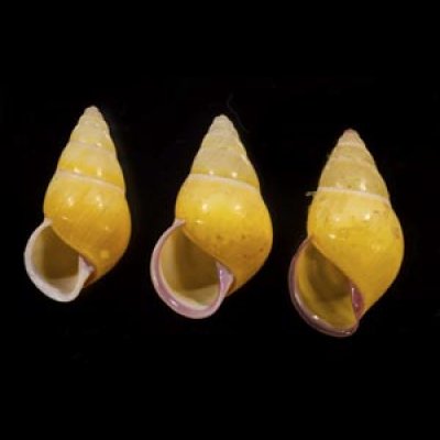 画像1: ハナヤカクチベニマレーマイマイ (仮称)