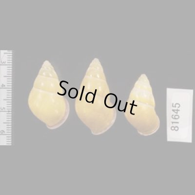 画像2: ハナヤカクチベニマレーマイマイ (仮称)