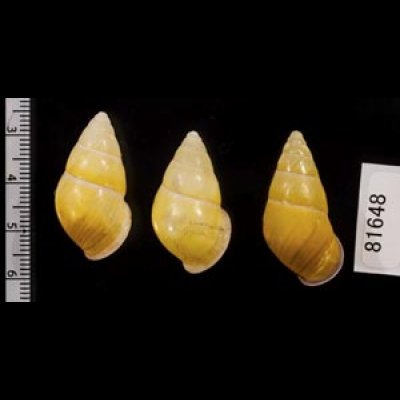 画像2: ハナヤカクチベニマレーマイマイ (仮称)