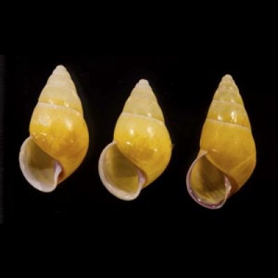 画像1: ハナヤカクチベニマレーマイマイ (仮称)