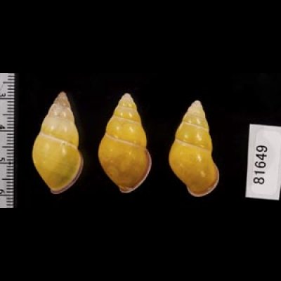 画像2: ハナヤカクチベニマレーマイマイ (仮称)