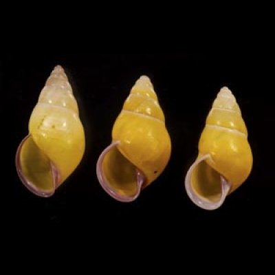 画像1: ハナヤカクチベニマレーマイマイ (仮称)