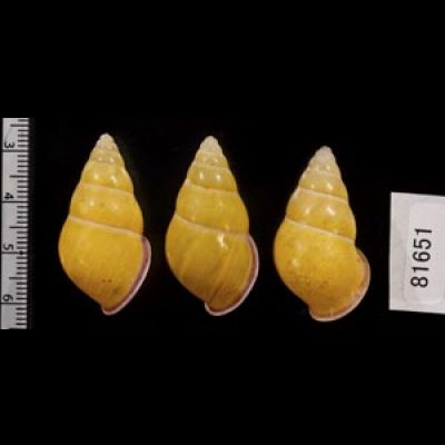 画像2: ハナヤカクチベニマレーマイマイ (仮称)