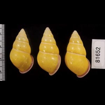 画像2: ハナヤカクチベニマレーマイマイ (仮称)