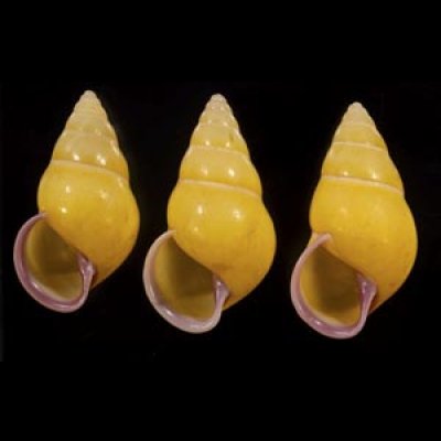 画像1: ハナヤカクチベニマレーマイマイ (仮称)