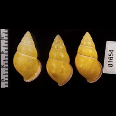 画像2: ハナヤカクチベニマレーマイマイ (仮称)