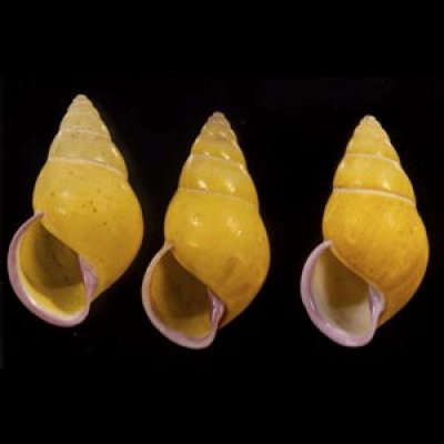 画像1: ハナヤカクチベニマレーマイマイ (仮称)