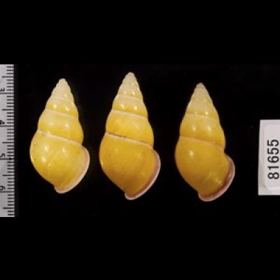 画像2: ハナヤカクチベニマレーマイマイ (仮称)