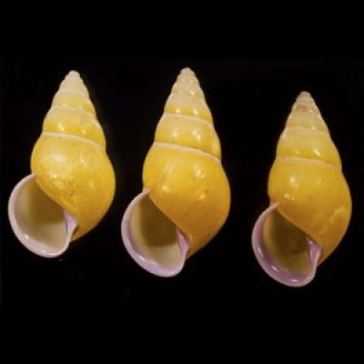 画像1: ハナヤカクチベニマレーマイマイ (仮称)