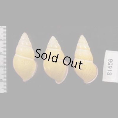 画像2: ハナヤカクチベニマレーマイマイ (仮称)