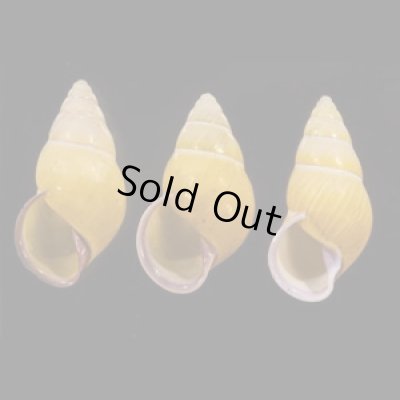 画像1: ハナヤカクチベニマレーマイマイ (仮称)