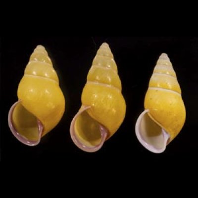 画像1: ハナヤカクチベニマレーマイマイ (仮称)