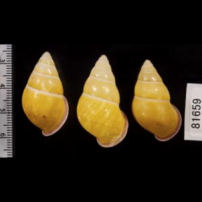 画像2: ハナヤカクチベニマレーマイマイ (仮称)