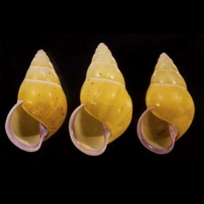 画像1: ハナヤカクチベニマレーマイマイ (仮称)