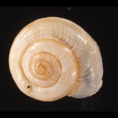 ハイチカイハクマイマイ (仮称) Praticolella leucorhaphefig.1