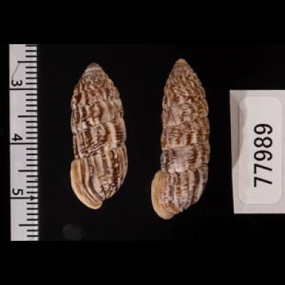 カレハオオタワラ Cerion mumina chrysalisfig.2