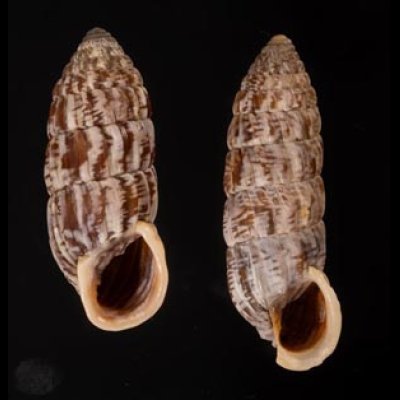 カレハオオタワラ Cerion mumina chrysalisfig.1