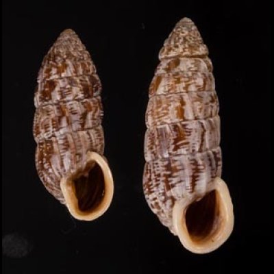 カレハオオタワラ Cerion mumina chrysalisfig.1