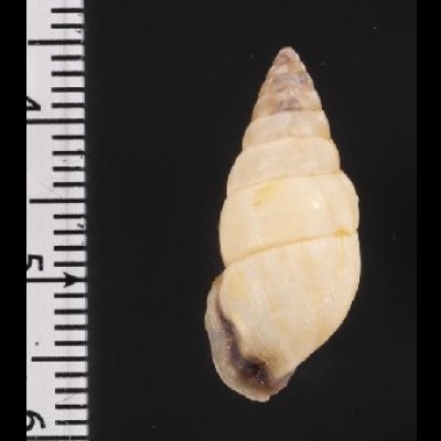 画像2: ヒロクチフクレアラハダマイマイ (仮称)