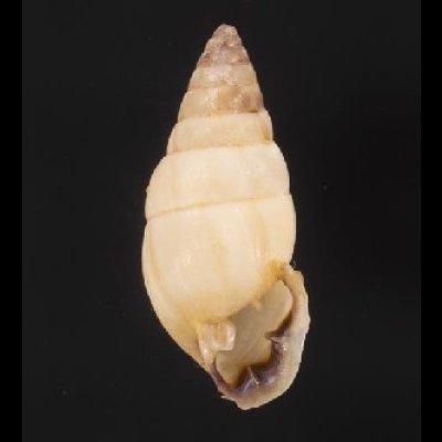 画像1: ヒロクチフクレアラハダマイマイ (仮称)