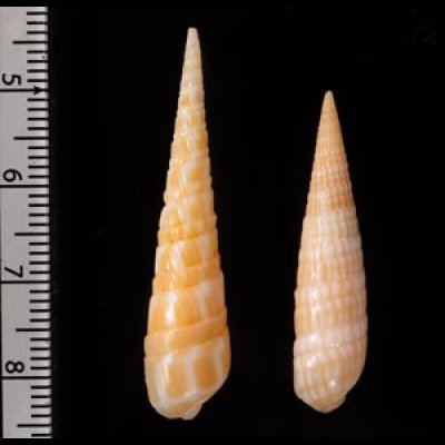ジャワの貝殻セット fig.2