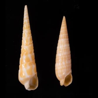 ジャワの貝殻セット fig.1