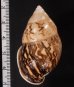 ダイリセキマレーマイマイ (仮称) Amphidromus asperfig.2