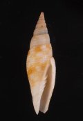 Gemmulimitra rubiginosa サビイロフデ