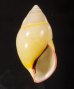 パムアンマレーマイマイ (仮称) Amphidromus phamanhifig.1